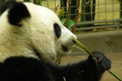 panda eating greens